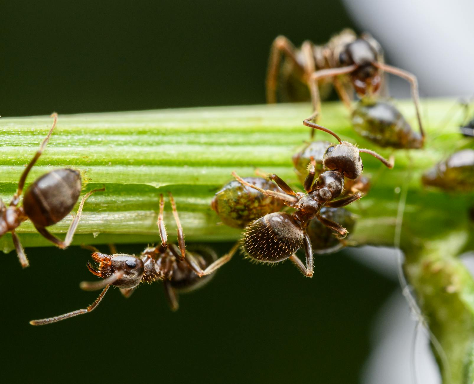 Close-up of a brown ant on a pale surface, illustrative image