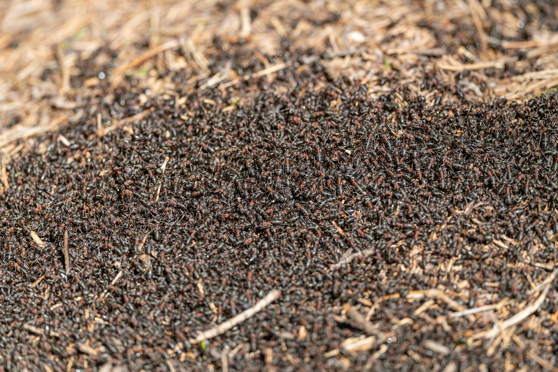 Ant nest cross-section: the worker carries bait back to feed the queen and the brood