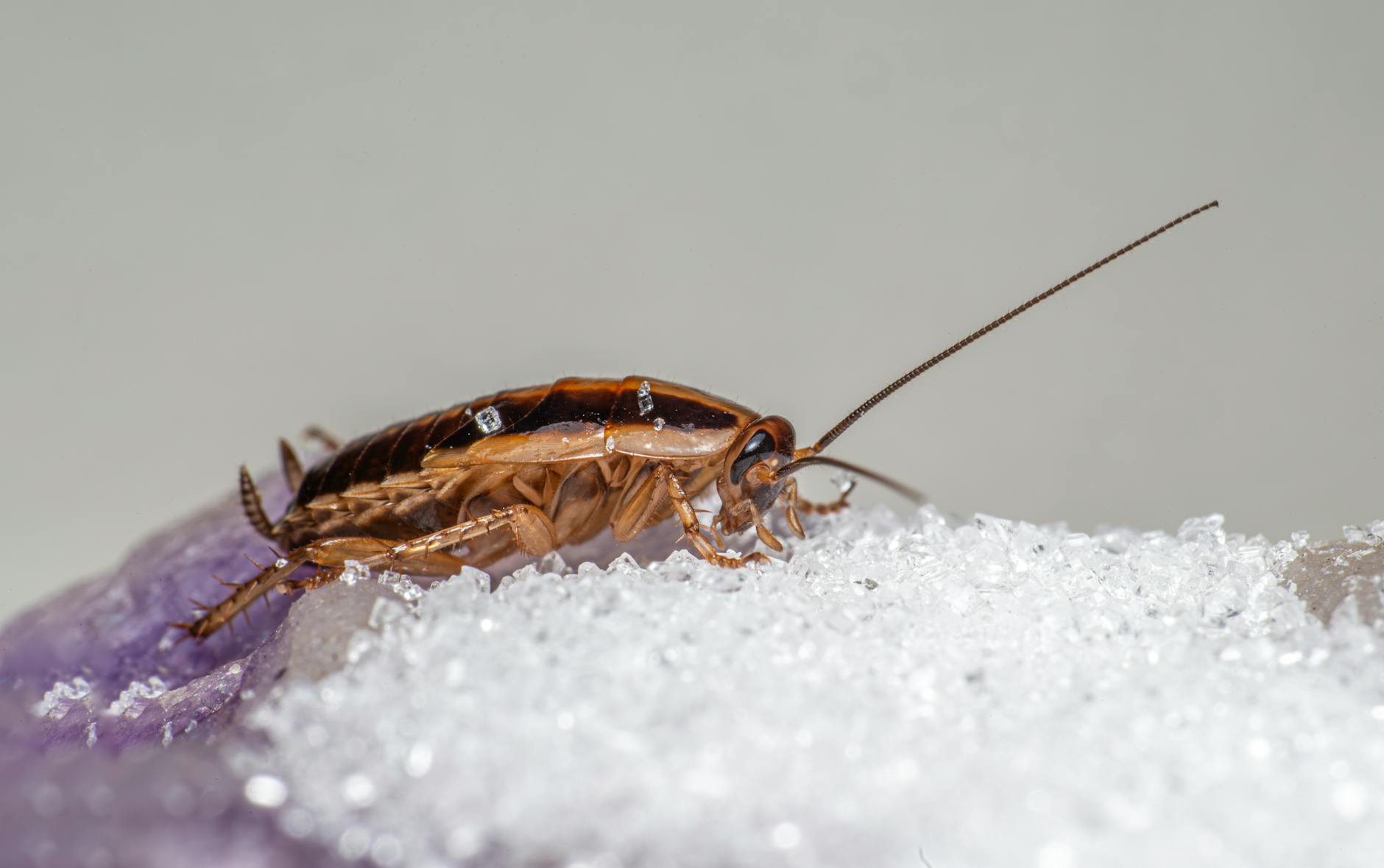 German cockroach, small and tan with two dark stripes