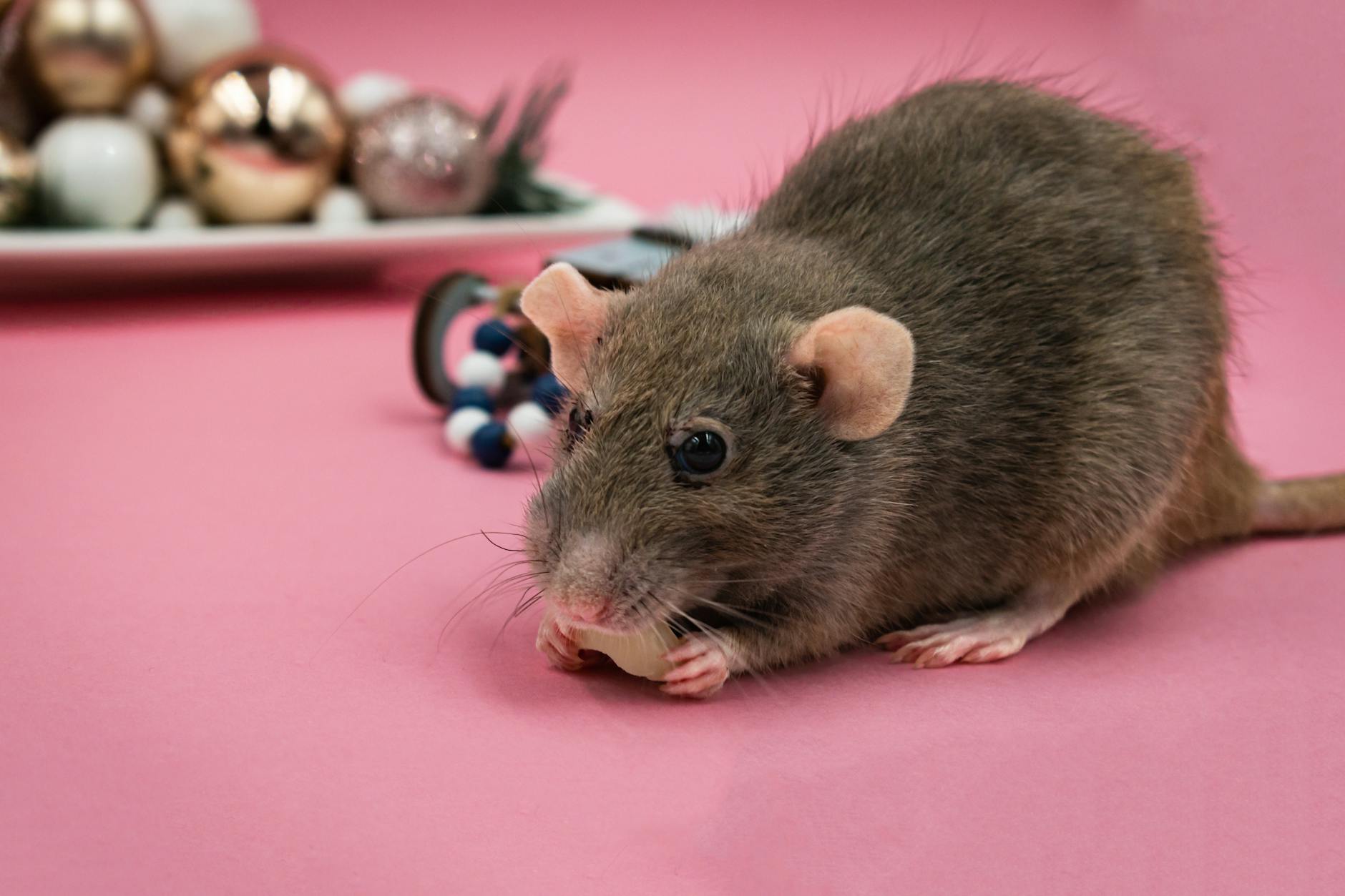 Brown rat on a ledge, illustrative image